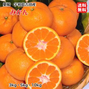 愛媛 みかん 訳あり （5kg） 宇和島 吉田産 農地直送 送料込み 北海道/沖縄/東北は別途送料 宇和海の幸問屋