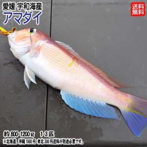 甘鯛 アマダイ 1~3匹で800~1200g 刺身 煮魚 焼魚 干物 ...