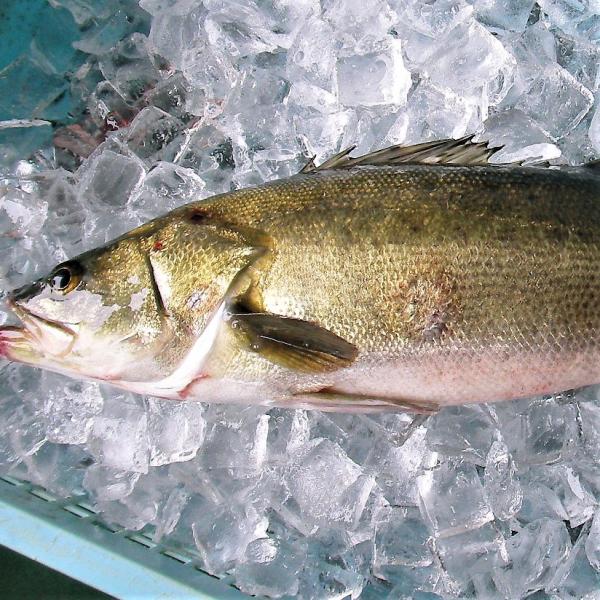 愛媛 宇和海産 スズキ / 鱸 1.5~2.0kg 浜から直送 送料無料 北海道・沖縄・東北は別途送...