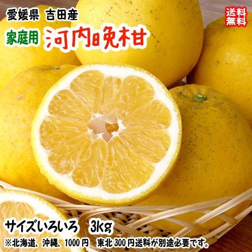 【河内晩柑（かわちばんかん）】（家庭用 3kg） サイズ不揃い 愛媛 宇和島 吉田産 爽やかジューシ...