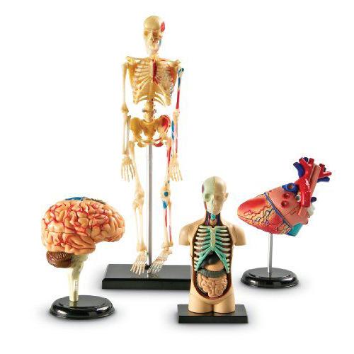 人体骨格・人体解剖・心臓・脳　模型４点セット
