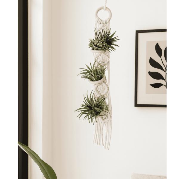 ウスネオイデス ハンガー エアプランツ ホルダー チランジア パフカル 観葉植物 エアープランツ 吊...