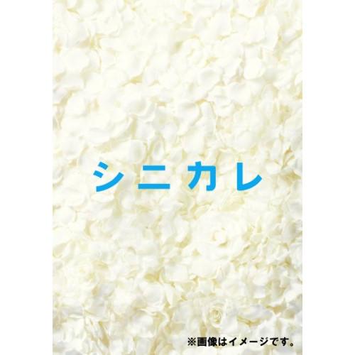 シニカレ完全版 DVD-BOX ／ 藤ヶ谷太輔/桐谷美玲 (DVD)