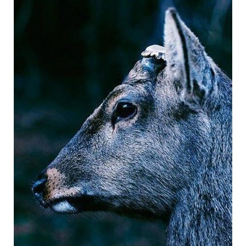 the book about my idle plot on a vague a.. ／ toe (...