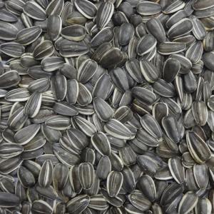 プレミアム大粒ひまわり 550g ナチュラルペ...の詳細画像2
