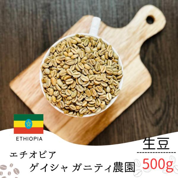 コーヒー 生豆 ゲイシャ ゴビ農園 エチオピア 500g 業務用 自宅焙煎 卸売