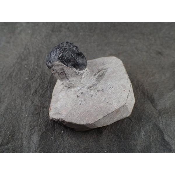 三葉虫　化石（Trilobite Fossil)（学名 ： Phacoida.sp）　時代　：　古生...