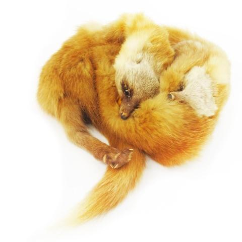 ノーブランド ファーティペット ファーマフラー 顔つき 2匹 茶 ブラウン /CK22 ■GY22 ...