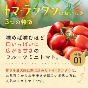 【送料無料】ミニトマト \トマランタン4kg/...の詳細画像4