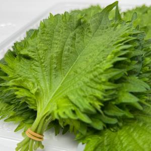 大葉 青じそ 愛知県産 １００枚 1パック１０枚×１０束