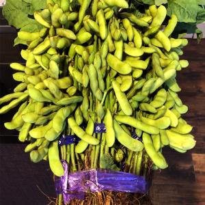 枝豆 弥彦娘 弥彦むすめ 1束（5把入） 極早生枝豆 枝付きのえだまめ