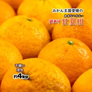 甘夏 訳あり 甘夏柑 愛媛県産 あまなつ 夏みかん 春 柑橘 約4ｋｇ 不揃い 混合 送料無料