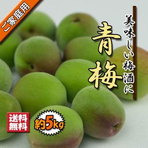 【予約】 青梅 家庭用 うめ 梅 父の日 梅酒用 生梅 愛媛県産 約5ｋｇ 送料無料｜vegetable-fruit-pro