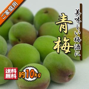 【予約】 青梅 家庭用 うめ 梅 父の日 梅酒用 生梅 愛媛県産 約10ｋｇ 送料無料｜vegetable-fruit-pro