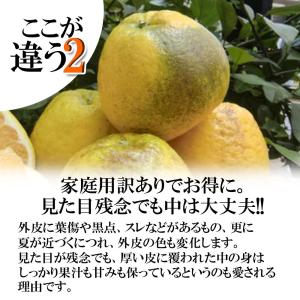 河内晩柑 訳あり 愛媛県産 和製グレープフルー...の詳細画像2