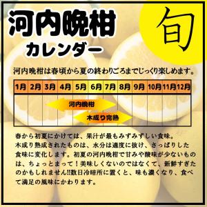 河内晩柑 訳あり 愛媛県産 和製グレープフルー...の詳細画像4