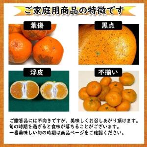 河内晩柑 訳あり 愛媛県産 和製グレープフルー...の詳細画像5