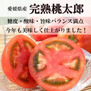 桃太郎トマト セール 愛媛県産 桃太郎とまと ...の詳細画像1