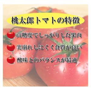 桃太郎トマト セール 愛媛県産 桃太郎とまと ...の詳細画像2