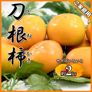 刀根柿 とねかき 愛媛県産 柿 かき 約2ｋｇ 大きさ不揃い 送料無料