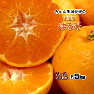 はるみ 家庭用 みかん 箱買い 愛媛県産 送料無料 5ｋｇ 2S-3Ｌ