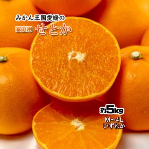 せとか 家庭用 箱買い 愛媛県産 柑橘の大トロ  S〜4L 約5ｋｇ 送料無料