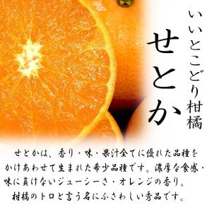 せとか 訳あり 箱買い 愛媛県産 柑橘の大トロ...の詳細画像1