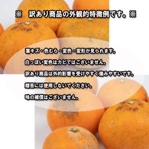 せとか 訳あり 箱買い 愛媛県産 柑橘の大トロ...の詳細画像2