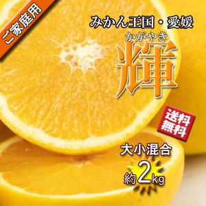 愛果48号 みかん 箱買い 家庭用 愛媛県産 約2kg 紅プリンセス 同等品