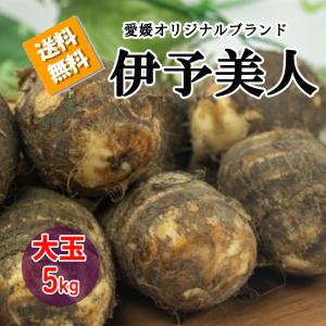 伊予美人 里芋 愛媛県産 大玉 サトイモ 5ｋｇ 送料無料 箱買い 野菜