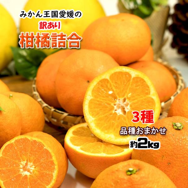 柑橘 訳あり 3種 詰め合わせ 福袋 愛媛県産 箱買い 約2ｋｇ 送料無料