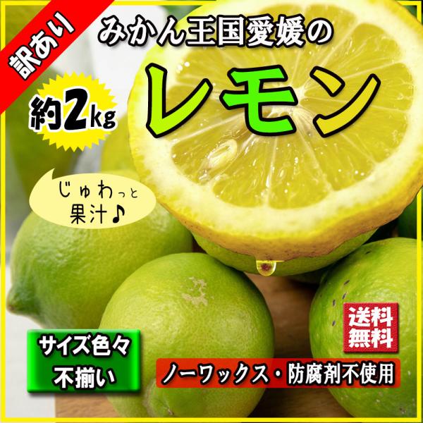 レモン 訳あり 2023年 愛媛県産 檸檬 ノーワックス 防腐剤不使用 不揃い 2ｋｇ 新物 送料無...