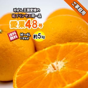 みかん 箱買い 家庭用 紅まどんな 愛果28号 べにまどんな 愛媛県産 約