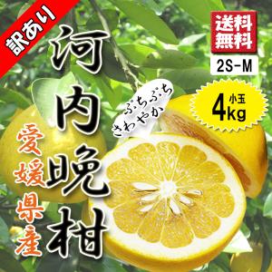 河内晩柑 愛媛県産 和製グレープフルーツ ジューシーオレンジ 2S〜M 小玉 4ｋｇ 送料無料｜vegetable-fruit-pro