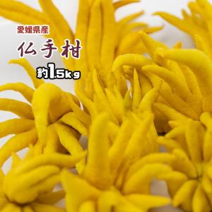 ☀【ゆうゆうちゃん用】仏手柑❗️小20個枝付き(約10cm)特別セット‼️ ☀【縁起物飾り仏手柑】 秀品 極小5個(枝のみ15~20cm付)お任せセット