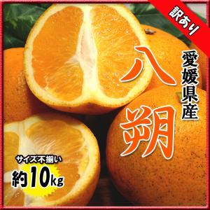 八朔 訳あり 箱買い はっさく 愛媛県産 サイズ不揃い 混合 約 10ｋｇ送料無料｜vegetable-fruit-pro