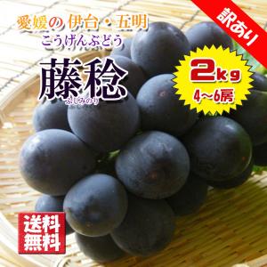 藤稔 訳あり 敬老の日 ぶどう こうげんぶどう 愛媛県 香川県 ぶどう 約2kg 不揃い キズあり 送料無料 クール便