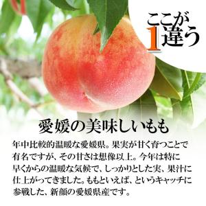 もも 桃 愛媛県産 家庭用 敬老の日 詰め合わ...の詳細画像1