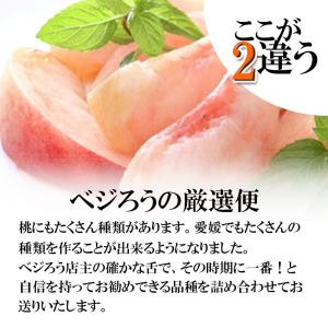 もも 桃 愛媛県産 家庭用 敬老の日 詰め合わ...の詳細画像2