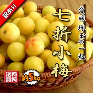 【予約】 七折小梅 訳あり 父の日 うめ 梅 梅干し用 七折 小梅 約5ｋｇ 送料無料｜vegetable-fruit-pro