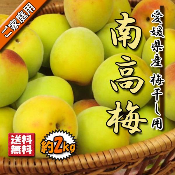 南高梅 家庭用 うめ 梅 父の日 梅干し用 大粒 約2ｋｇ 送料無料 2L-3L