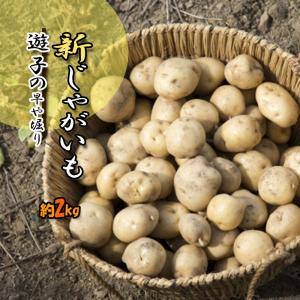 遊子のじゃがいも 新じゃが 遊子 じゃがいも じゃが芋 新じゃがいも 送料無料 約2ｋｇ｜vegetable-fruit-pro