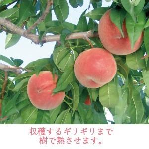 【予約】産地直送 桃 送料込 山梨県産 約3k...の詳細画像3