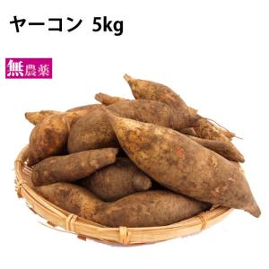 ヤーコン　5kg 　北海道産　無農薬栽培　 送料込