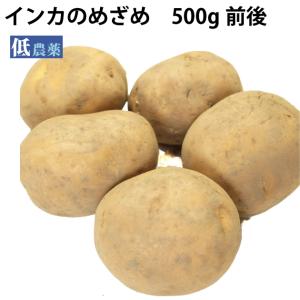 新じゃがいも　インカのめざめ　500g 千葉県産　低農薬栽培  送料別 ポイント消化 食品｜vegetable-heart