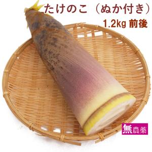 希少 乾燥 筍 たけのこ 節間 短冊 250g 愛媛県産 国産 業務用 卸 乾物