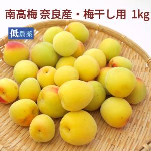 無農薬南高梅 Mサイズ「約30ミリから33ミリ」1kg 国内産100％ 6月