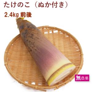 筍 報恩寺たけのこ（生）京都福知山産 山菜40 : 篠山食料品店 - 通販