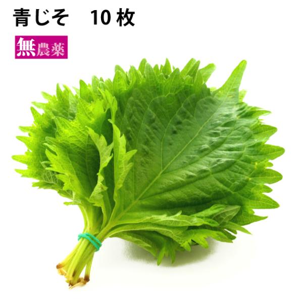 香味野菜　青じそ　茨城産 低農薬 10枚×10パック 送料込　常備しておくと便利な薬味