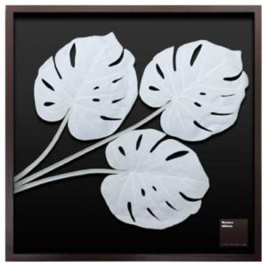 リーフアートフレーム Monstera Deliciosa / White F-style Frame モンステラ・デリシオサ 白 美工社 62.5×62.5×3cm 62.5×62.5×3cm｜velkommen